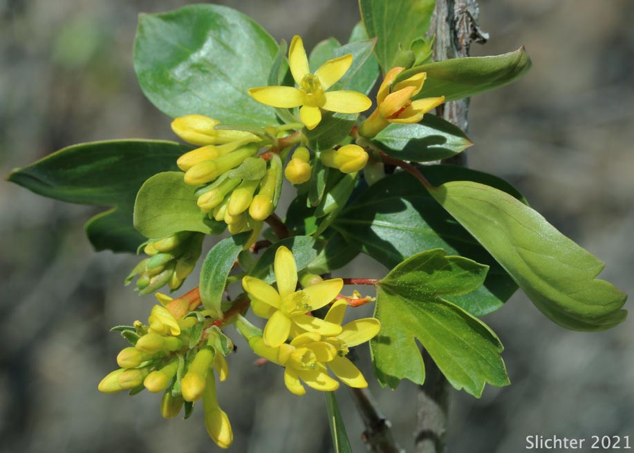 Golden Currant: Ribes aureum var. aureum (Synonym: Chrysobotrya aurea)