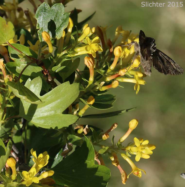 Golden Currant: Ribes aureum var. aureum (Synonym: Chrysobotrya aurea)