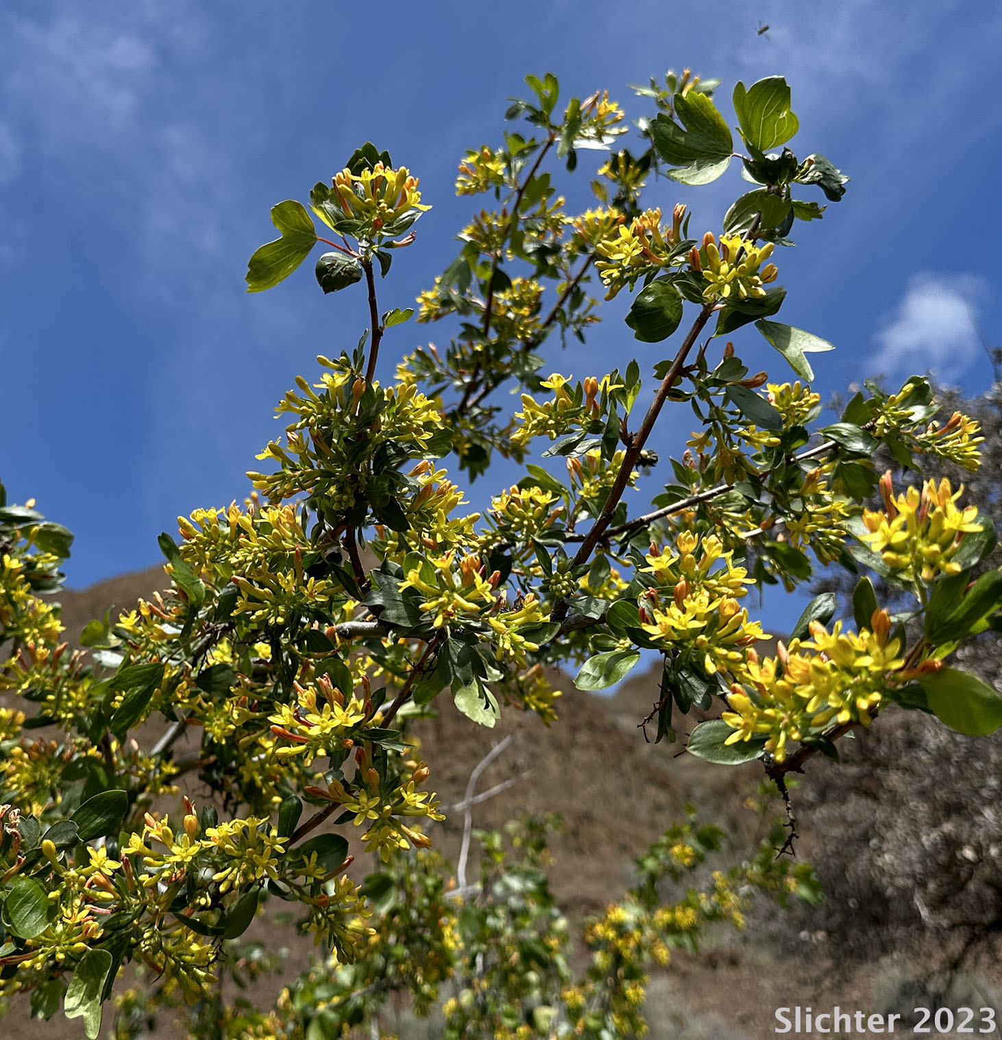 Golden Currant: Ribes aureum var. aureum (Synonym: Chrysobotrya aurea)