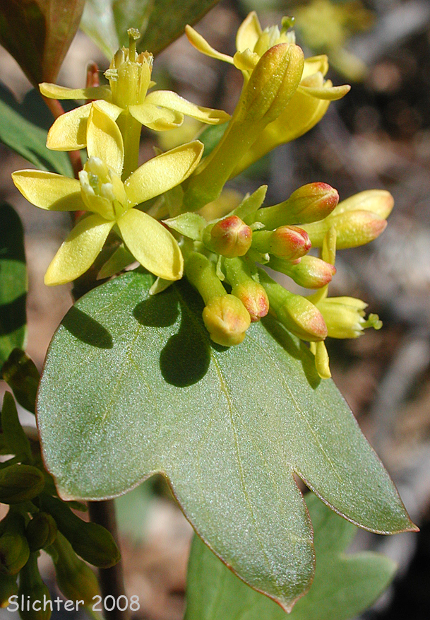Golden Currant: Ribes aureaum