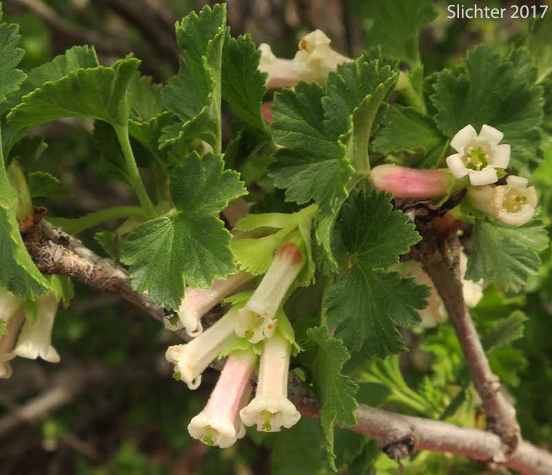 Wax Currant, Squaw Currant: Ribes cereum var. cereum (Synonyms: Ribes cereum var. inebrians, Ribes cereum var. pedicellare, Ribes inebrians, Ribes reniforme, Ribes viscidulum)