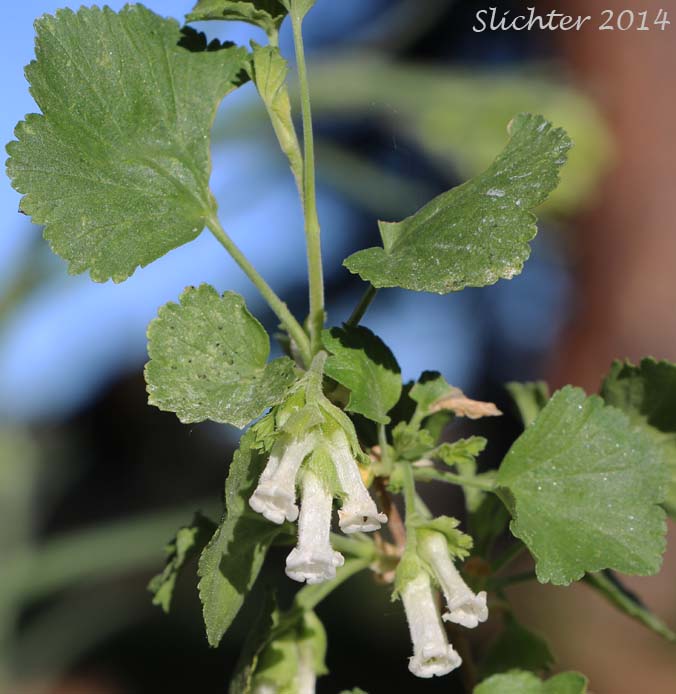 Wax Currant, Squaw Currant: Ribes cereum var. cereum (Synonyms: Ribes cereum var. inebrians, Ribes cereum var. pedicellare, Ribes inebrians, Ribes reniforme, Ribes viscidulum)