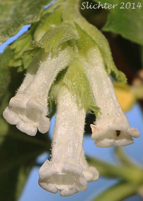 Wax Currant, Squaw Currant: Ribes cereum var. cereum (Synonyms: Ribes cereum var. inebrians, Ribes cereum var. pedicellare, Ribes inebrians, Ribes reniforme, Ribes viscidulum)