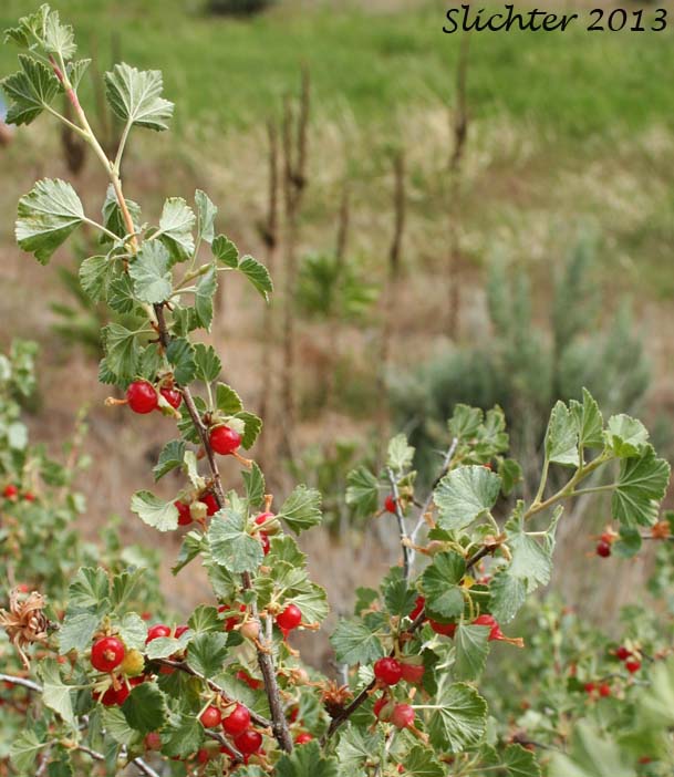 Wax Currant, Squaw Currant: Ribes cereum var. cereum (Synonyms: Ribes cereum var. inebrians, Ribes cereum var. pedicellare, Ribes inebrians, Ribes reniforme, Ribes viscidulum)