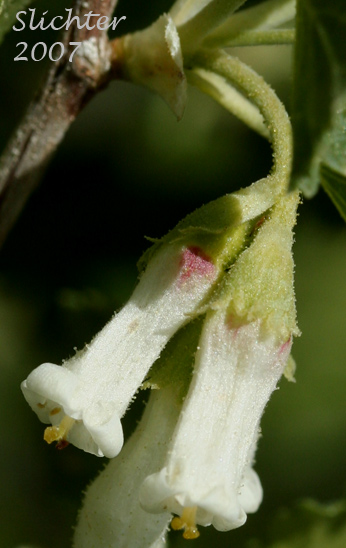 Flowers of Wax Currant: Ribes cereum