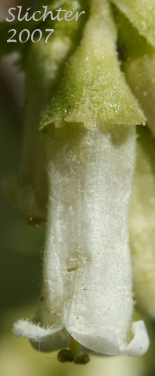 Flower of Wax Currant: Ribes cereum