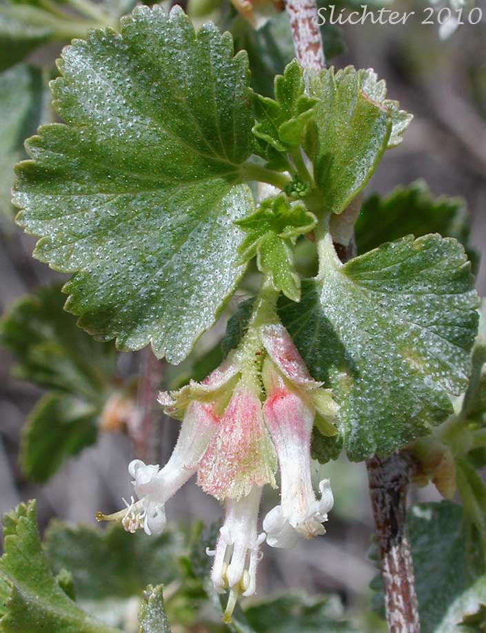 Wax Currant, Squaw Currant: Ribes cereum var. cereum (Synonyms: Ribes cereum var. inebrians, Ribes cereum var. pedicellare, Ribes inebrians, Ribes reniforme, Ribes viscidulum)