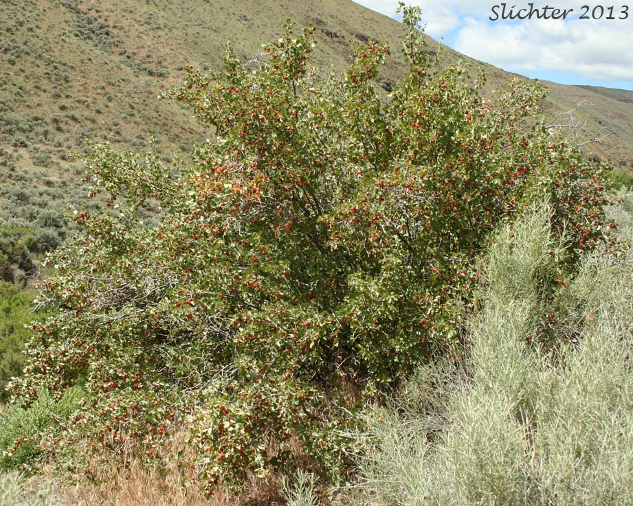 Wax Currant, Squaw Currant: Ribes cereum var. cereum (Synonyms: Ribes cereum var. inebrians, Ribes cereum var. pedicellare, Ribes inebrians, Ribes reniforme, Ribes viscidulum)