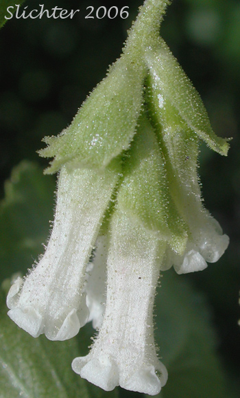 Flowers of Wax Currant: Ribes cereum
