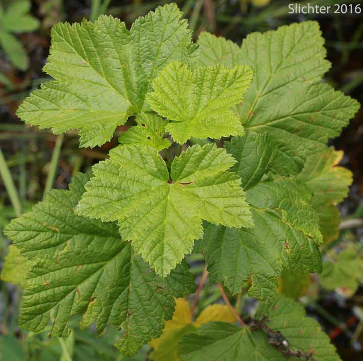 Leaves of Hudson Bay Currant, Northern Black Currant, Stinking Currant, Western Black Currant, Wild Currant: Ribes hudsonianum (Synonyms: Ribes hudsonianum var. petiolare, Ribes petiolare)
