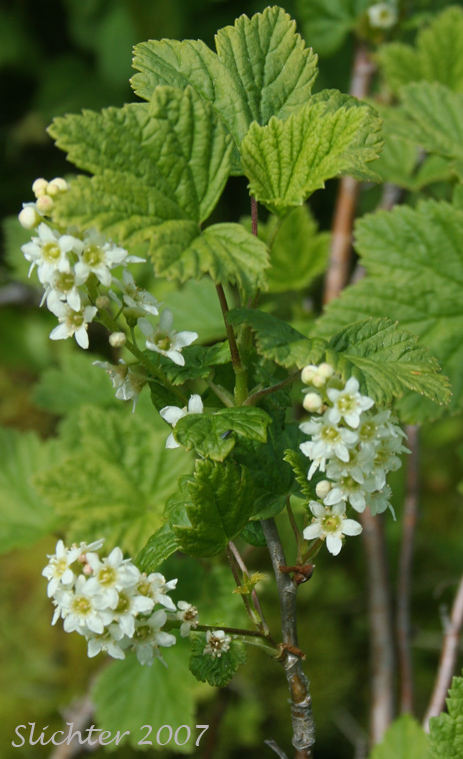 Hudson Bay Currant, Northern Black Currant, Stinking Currant, Western Black Currant, Wild Currant: Ribes hudsonianum (Synonyms: Ribes hudsonianum var. petiolare, Ribes petiolare)