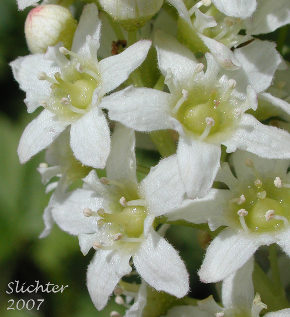 Close-up of the flowers of Hudson Bay Currant, Northern Black Currant, Stinking Currant, Western Black Currant, Wild Currant: Ribes hudsonianum (Synonyms: Ribes hudsonianum var. petiolare, Ribes petiolare)