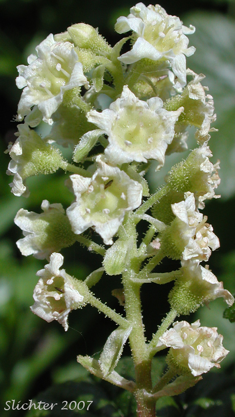 Inflorescence of Hudson Bay Currant, Northern Black Currant, Stinking Currant, Western Black Currant, Wild Currant: Ribes hudsonianum (Synonyms: Ribes hudsonianum var. petiolare, Ribes petiolare)
