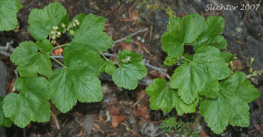 Hudson Bay Currant, Northern Black Currant, Stinking Currant, Western Black Currant, Wild Currant: Ribes hudsonianum (Synonyms: Ribes hudsonianum var. petiolare, Ribes petiolare)
