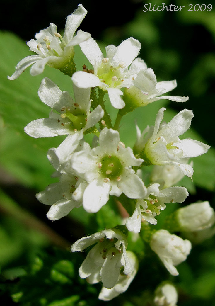 Inflorescence of Hudson Bay Currant, Northern Black Currant, Stinking Currant, Western Black Currant, Wild Currant: Ribes hudsonianum (Synonyms: Ribes hudsonianum var. petiolare, Ribes petiolare)