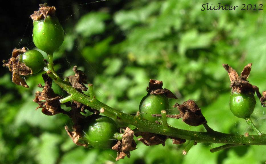 A raceme of maturing, green berries of Hudson Bay Currant, Northern Black Currant, Stinking Currant, Western Black Currant, Wild Currant: Ribes hudsonianum (Synonyms: Ribes hudsonianum var. petiolare, Ribes petiolare)