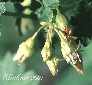 Flowers of Whitestem Currant, White-stemmed Gooseberry: Ribes inerme var. inerme (Synonyms: Grossularia inermis, Ribes inerme var. subarmatum)