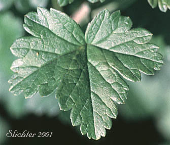 Leaf of Whitestem Currant, White-stemmed Gooseberry: Ribes inerme var. inerme (Synonyms: Grossularia inermis, Ribes inerme var. subarmatum)