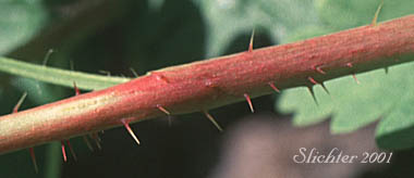 Prickles on the stem of Whitestem Currant, White-stemmed Gooseberry: Ribes inerme var. inerme (Synonyms: Grossularia inermis, Ribes inerme var. subarmatum)
