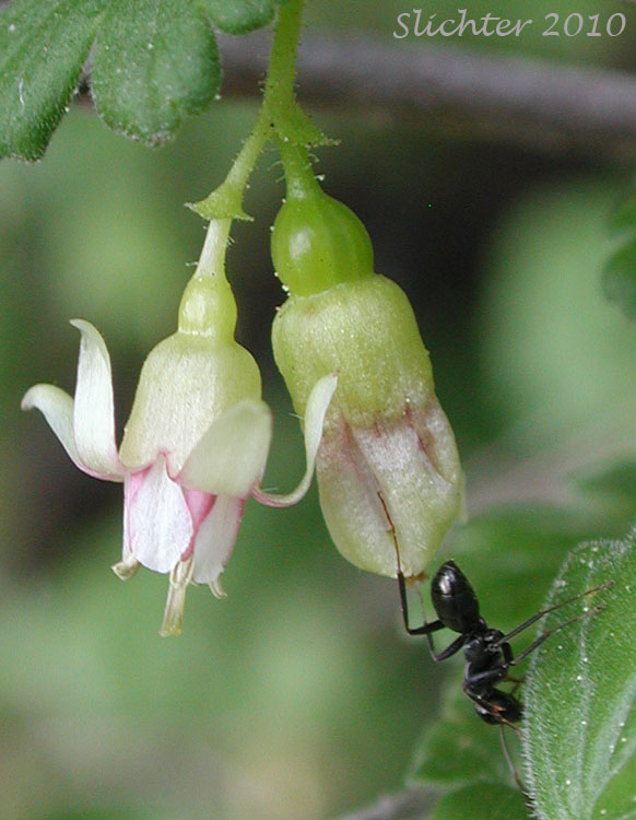 Close-up of the flower (and a potential pollinator) of 11. Idaho Gooseberry, Straggly Inland Black Currant: Ribes oxyacanthoides ssp. irriguum (Synonyms: Grossularia irrigua, Grossularia nonscripta, Ribes divaricatum var. irriguum, Ribes irriguum, Ribes leucoderme, Ribes nonscripta, Ribes oxyacanthoides var. irriguum, Ribes oxyacanthoides var. leucoderme)