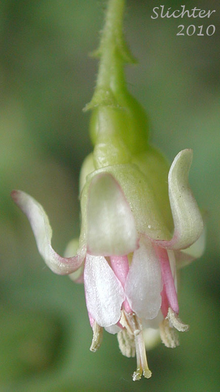 Close-up of the flower of Idaho Gooseberry, Straggly Inland Black Currant: Ribes oxyacanthoides ssp. irriguum (Synonyms: Grossularia irrigua, Grossularia nonscripta, Ribes divaricatum var. irriguum, Ribes irriguum, Ribes leucoderme, Ribes nonscripta, Ribes oxyacanthoides var. irriguum, Ribes oxyacanthoides var. leucoderme)