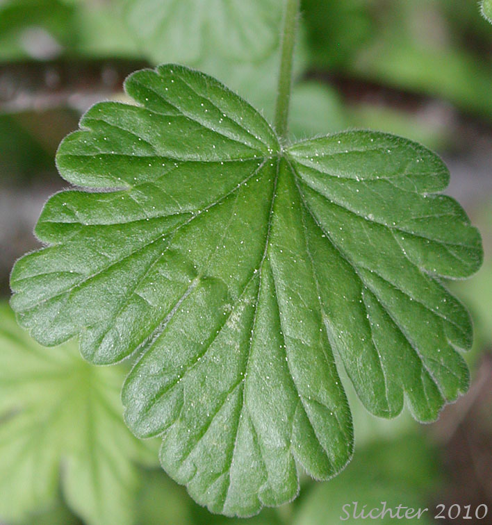 Dorsal leaf surface of Idaho Gooseberry, Straggly Inland Black Currant: Ribes oxyacanthoides ssp. irriguum (Synonyms: Grossularia irrigua, Grossularia nonscripta, Ribes divaricatum var. irriguum, Ribes irriguum, Ribes leucoderme, Ribes nonscripta, Ribes oxyacanthoides var. irriguum, Ribes oxyacanthoides var. leucoderme)