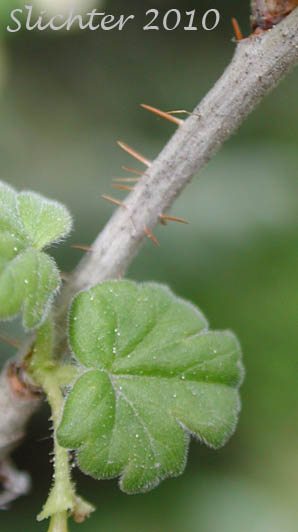 Stem prickles of Idaho Gooseberry, Straggly Inland Black Currant: Ribes oxyacanthoides ssp. irriguum (Synonyms: Grossularia irrigua, Grossularia nonscripta, Ribes divaricatum var. irriguum, Ribes irriguum, Ribes leucoderme, Ribes nonscripta, Ribes oxyacanthoides var. irriguum, Ribes oxyacanthoides var. leucoderme)