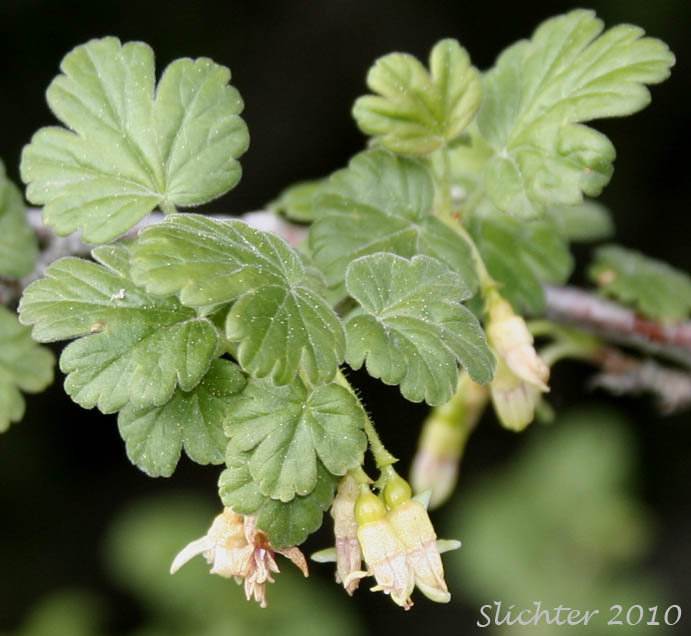 Idaho Gooseberry, Straggly Inland Black Currant: Ribes oxyacanthoides ssp. irriguum (Synonyms: Grossularia irrigua, Grossularia nonscripta, Ribes divaricatum var. irriguum, Ribes irriguum, Ribes leucoderme, Ribes nonscripta, Ribes oxyacanthoides var. irriguum, Ribes oxyacanthoides var. leucoderme)
