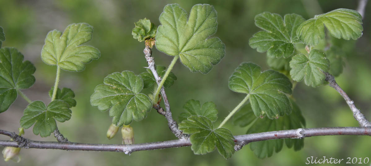 Stem leaves and flowers of Idaho Gooseberry, Straggly Inland Black Currant: Ribes oxyacanthoides ssp. irriguum (Synonyms: Grossularia irrigua, Grossularia nonscripta, Ribes divaricatum var. irriguum, Ribes irriguum, Ribes leucoderme, Ribes nonscripta, Ribes oxyacanthoides var. irriguum, Ribes oxyacanthoides var. leucoderme)