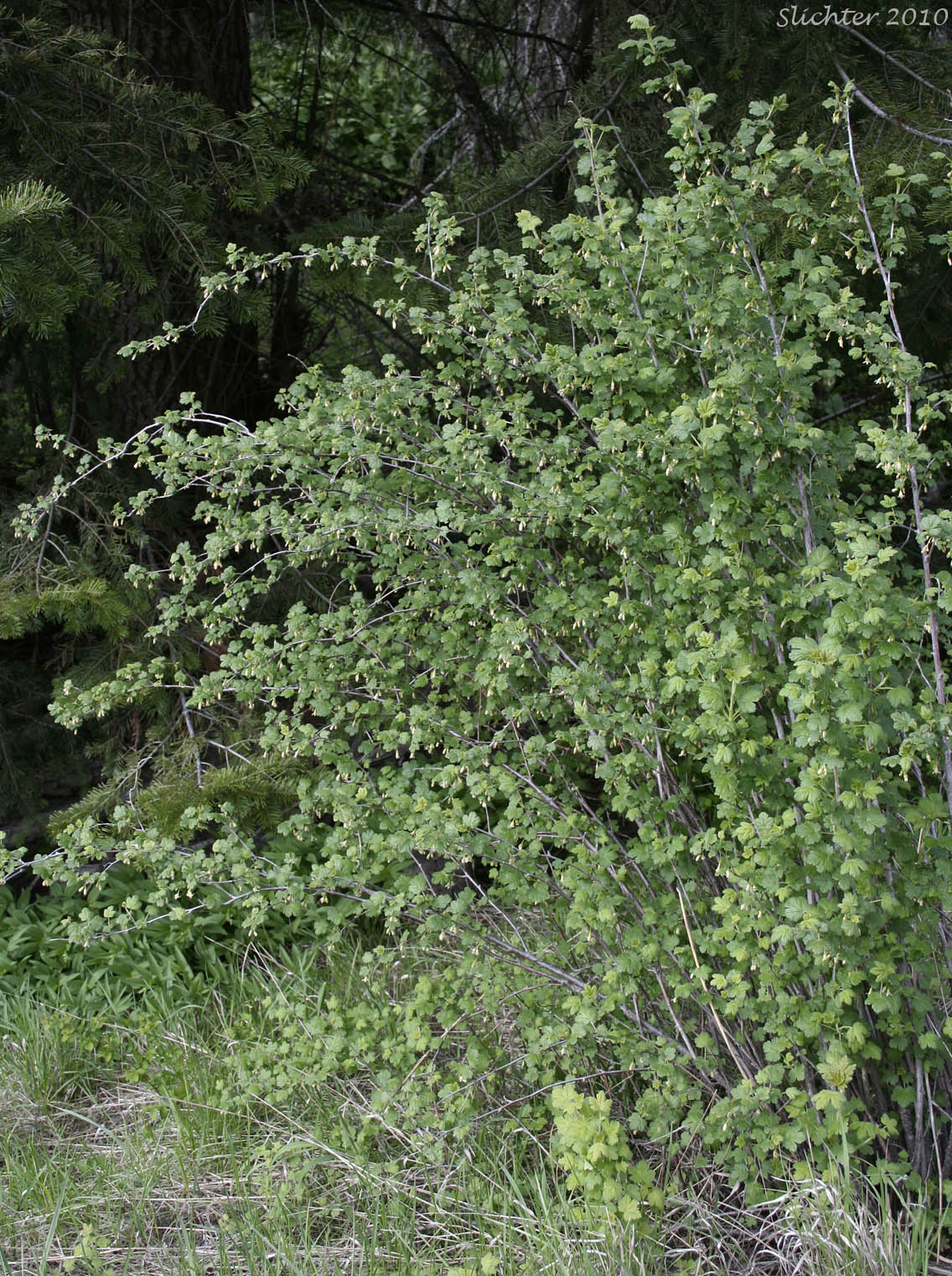 Shape of Idaho Gooseberry, Straggly Inland Black Currant: Ribes oxyacanthoides ssp. irriguum (Synonyms: Grossularia irrigua, Grossularia nonscripta, Ribes divaricatum var. irriguum, Ribes irriguum, Ribes leucoderme, Ribes nonscripta, Ribes oxyacanthoides var. irriguum, Ribes oxyacanthoides var. leucoderme)