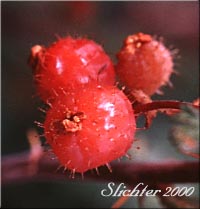 Berries of Bristly Currant, Bristly Black Gooseberry, Prickly Currant, Swamp Currant, Swamp Gooseberry: Ribes lacustre (Synonyms: Limnobotrya lacustris, Ribes lacustre var. parvulum, Ribes oxycanthoides var. lacustre)