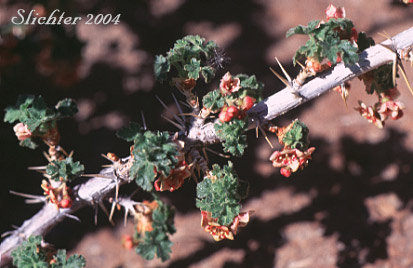 Prickly stem, glandular leaves and bowl-shaped flowers of Alpine Prickly Currant, Gooseberry Currant, Mountain Gooseberry, Western Prickly Gooseberry: Ribes montigenum (Synonyms: Limnobotrya montigena, Ribes lacustre var. molle, Ribes lentum, Ribes molle, Ribes nubigneum)