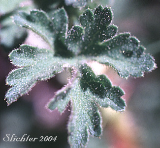 Gland-covered leaf of Alpine Prickly Currant, Gooseberry Currant, Mountain Gooseberry, Western Prickly Gooseberry: Ribes montigenum (Synonyms: Limnobotrya montigena, Ribes lacustre var. molle, Ribes lentum, Ribes molle, Ribes nubigneum)