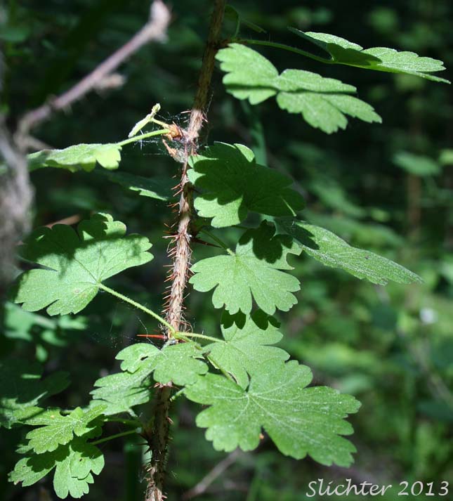 Prickly stem of Northern Gooseberry, Stream Currant, Umatilla Gooseberry: Ribes oxyacanthoides ssp. cognatum (Synonyms: Grossularia cognata, Ribes cognatum, Ribes oxyacanthoides var. cognatum)