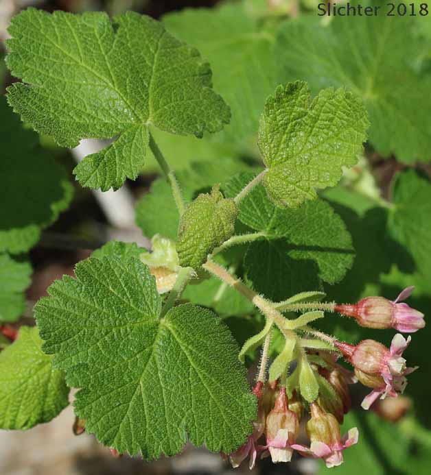 Hall's Sticky Currant, Mountain Currant, Sticky Currant: Ribes viscosissimum (Synonyms: Ribes hallii, Ribes viscosissimum var. hallii, Ribes viscosissimum var. viscosissimum)