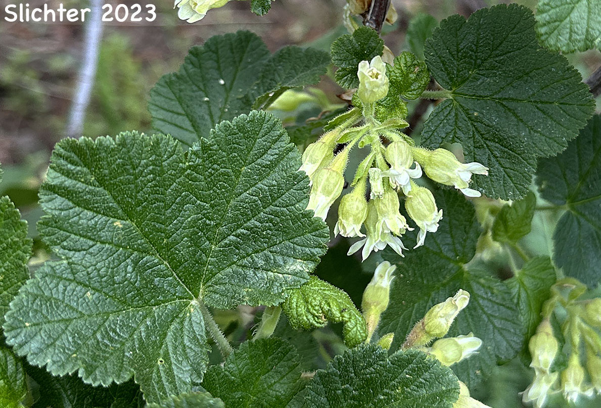 Inflorescence and leaf of Hall's Sticky Currant, Mountain Currant, Sticky Currant: Ribes viscosissimum (Synonyms: Ribes hallii, Ribes viscosissimum var. hallii, Ribes viscosissimum var. viscosissimum)