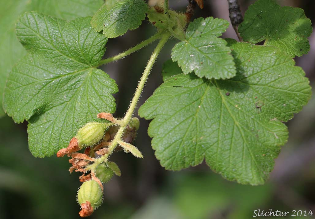 Hall's Sticky Currant, Mountain Currant, Sticky Currant: Ribes viscosissimum (Synonyms: Ribes hallii, Ribes viscosissimum var. hallii, Ribes viscosissimum var. viscosissimum)