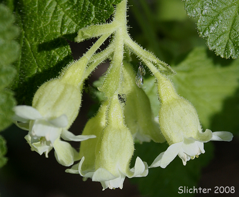 Inflorescence of Hall's Sticky Currant, Mountain Currant, Sticky Currant: Ribes viscosissimum (Synonyms: Ribes hallii, Ribes viscosissimum var. hallii, Ribes viscosissimum var. viscosissimum)