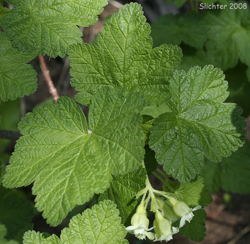 Hall's Sticky Currant, Mountain Currant, Sticky Currant: Ribes viscosissimum (Synonyms: Ribes hallii, Ribes viscosissimum var. hallii, Ribes viscosissimum var. viscosissimum)