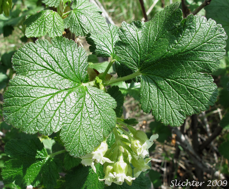 Hall's Sticky Currant, Mountain Currant, Sticky Currant: Ribes viscosissimum (Synonyms: Ribes hallii, Ribes viscosissimum var. hallii, Ribes viscosissimum var. viscosissimum)