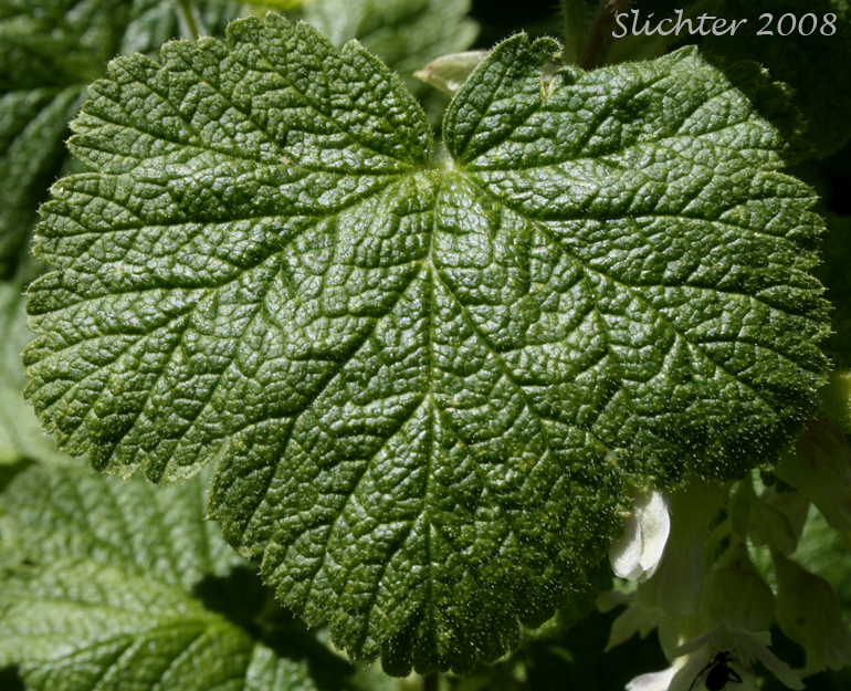 Leaf of Hall's Sticky Currant, Mountain Currant, Sticky Currant: Ribes viscosissimum (Synonyms: Ribes hallii, Ribes viscosissimum var. hallii, Ribes viscosissimum var. viscosissimum)