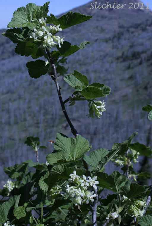 Hall's Sticky Currant, Mountain Currant, Sticky Currant: Ribes viscosissimum (Synonyms: Ribes hallii, Ribes viscosissimum var. hallii, Ribes viscosissimum var. viscosissimum)