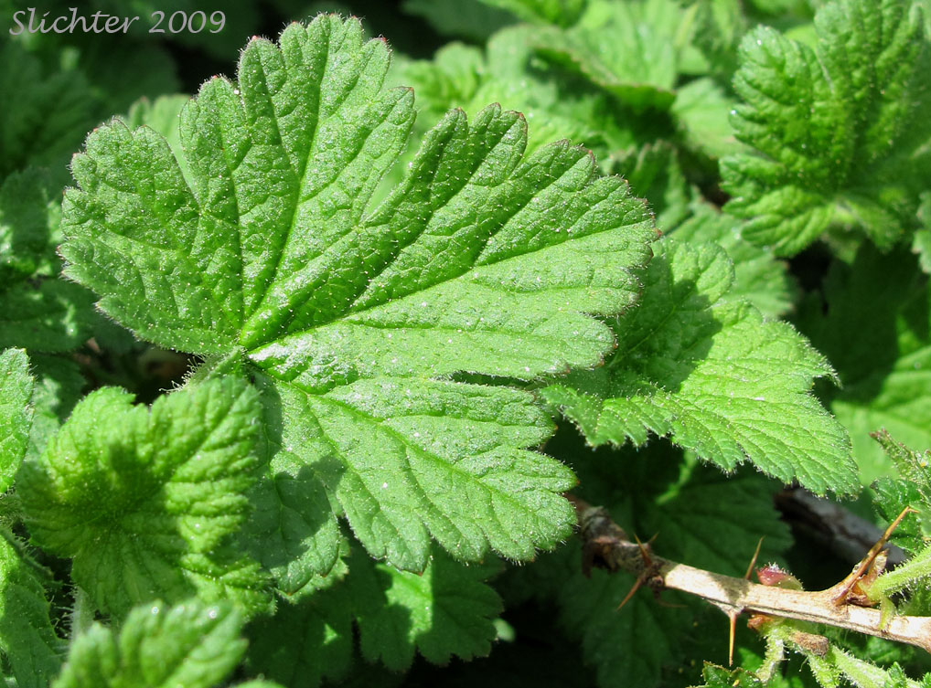 Leaf and spiny stem of Spiny Currant, Spring Gooseberry, Watson Gooseberry: Ribes watsonianum (Synonym: Grossularia watsoniana)