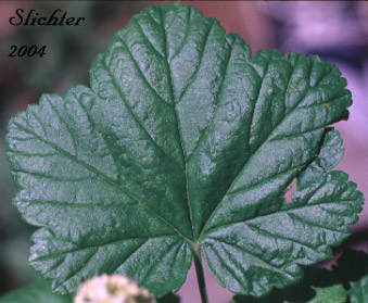 Leaf of Rothrock Currant, Winaha Currant, Wolf's Currant, Wolf's Gooseberry: Ribes wolfii (Synonym: Ribes mogollonicum)