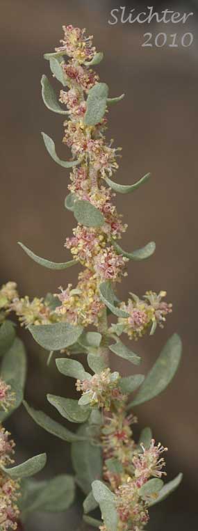 hadscale Saltbush, Sheepfat, Spiny Saltbush: Atriplex confertifolia (Synonyms: Atriplex collina, Atriplex jonesii, Atriplex subconferta)