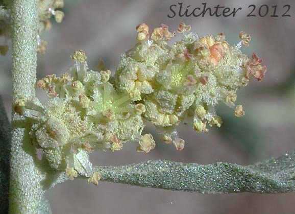 Close-up of an inflorescence of Shadscale Saltbush, Sheepfat, Spiny Saltbush: Atriplex confertifolia (Synonyms: Atriplex collina, Atriplex jonesii, Atriplex subconferta)