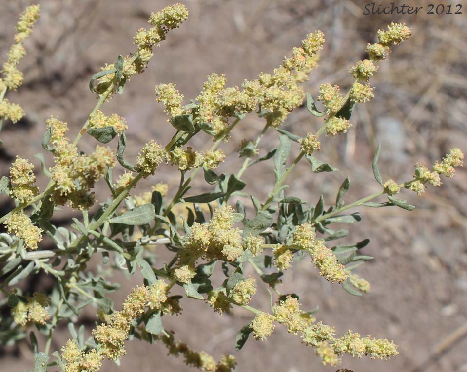 Shadscale Saltbush, Sheepfat, Spiny Saltbush: Atriplex confertifolia (Synonyms: Atriplex collina, Atriplex jonesii, Atriplex subconferta)