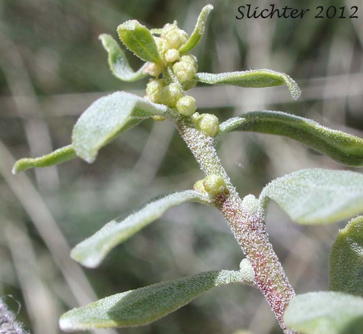 Shadscale Saltbush, Sheepfat, Spiny Saltbush: Atriplex confertifolia (Synonyms: Atriplex collina, Atriplex jonesii, Atriplex subconferta)
