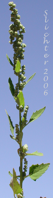 Lambsquarters, Lamb's Quarter, Pigweed: Chenopodium album (Synonyms: Chenopodium album var. album, Chenopodium album var. missouriense, Chenopodium album var. stevensii)