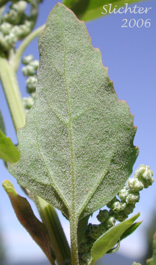 Stem leaf of Lambsquarters, Lamb's Quarter, Pigweed: Chenopodium album (Synonyms: Chenopodium album var. album, Chenopodium album var. missouriense, Chenopodium album var. stevensii)